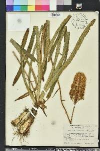 Amianthium muscitoxicum image