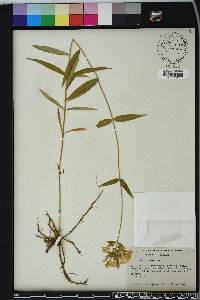 Phlox glaberrima image