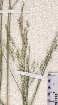 Panicum repens image