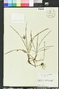 Cyperus rotundus image