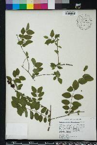 Symphoricarpos orbiculatus image