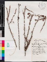 Calliandra pedicellata image