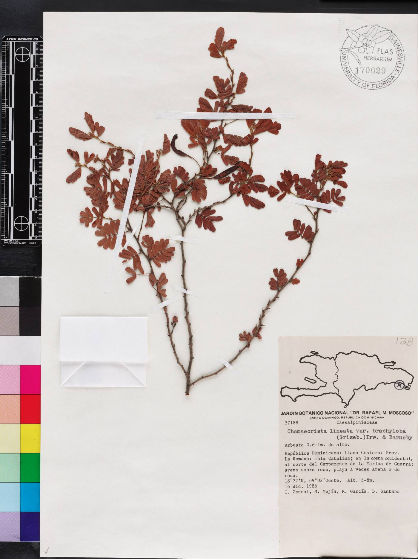 Chamaecrista lineata image