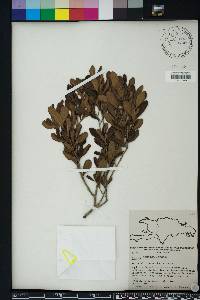 Eugenia foetida image