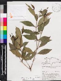Miconia acuminoides image