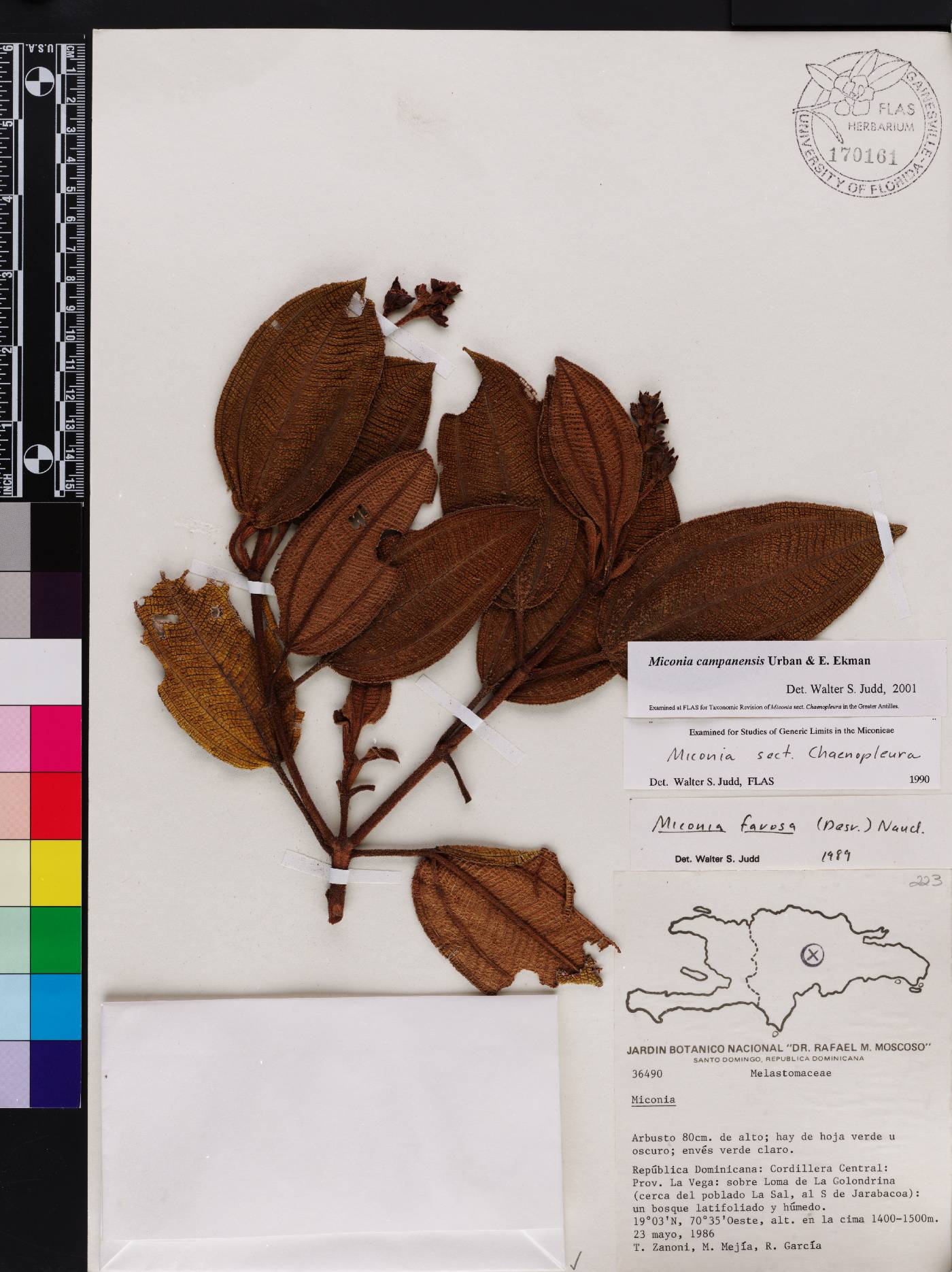 Miconia campanensis image
