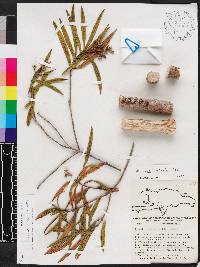 Miconia luteola image