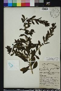 Capraria biflora image