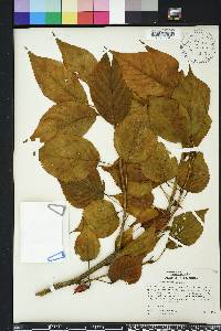 Prunus serrulata image