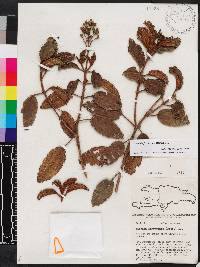Miconia ferruginea image