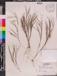 Panicum pinetorum image