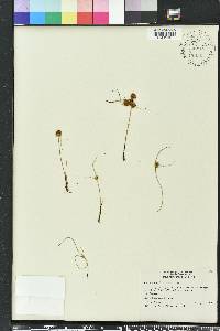 Cyperus squarrosus image