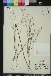 Polygonella gracilis image