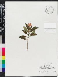 Ruellia dipteracanthus image