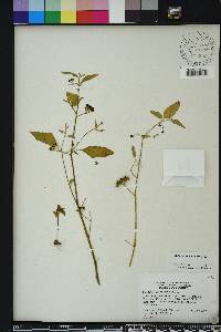 Solanum americanum image