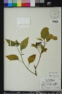 Solanum americanum image