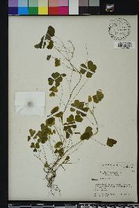 Oxalis corniculata image