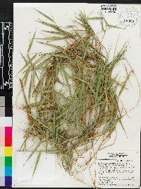 Arthrostylidium haitiense image