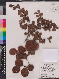Coccoloba pauciflora image
