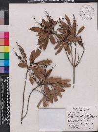Cyrilla racemiflora image