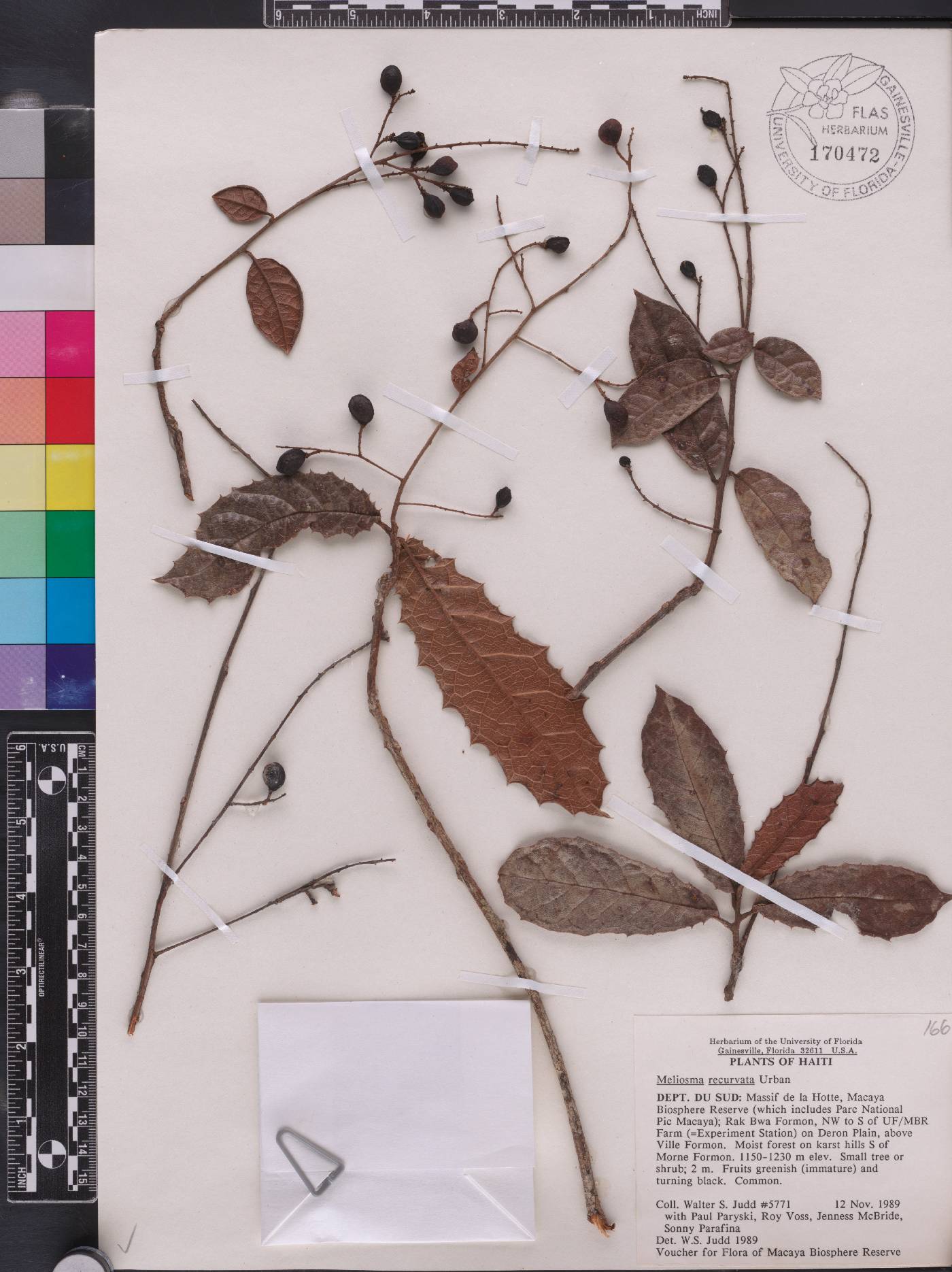 Meliosma recurvata image