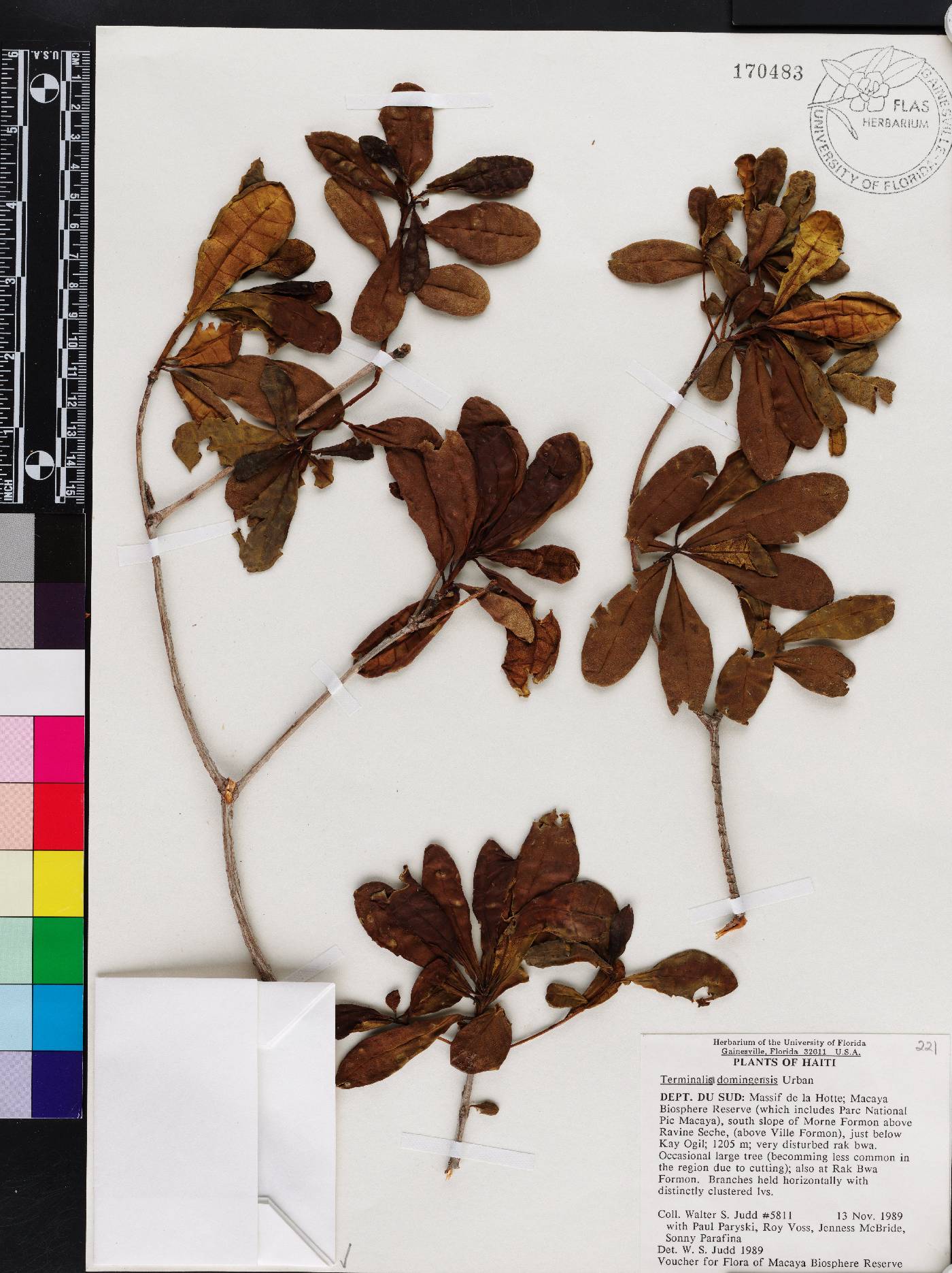 Terminalia chicharronia subsp. domingensis image
