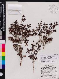 Miconia formonensis image