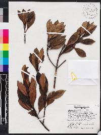 Miconia birimosa image