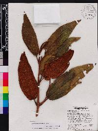 Miconia subcompressa image