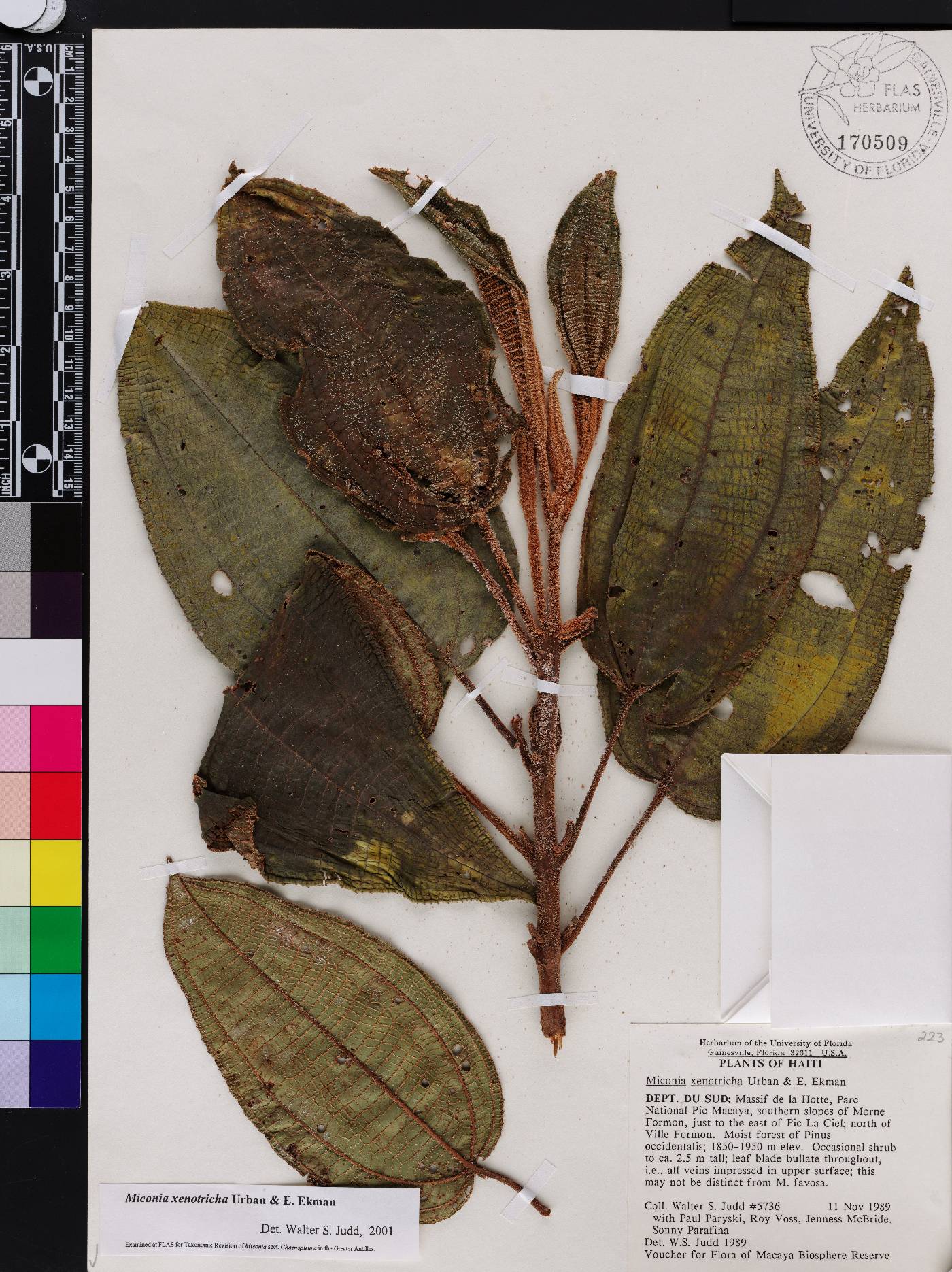 Miconia xenotricha image
