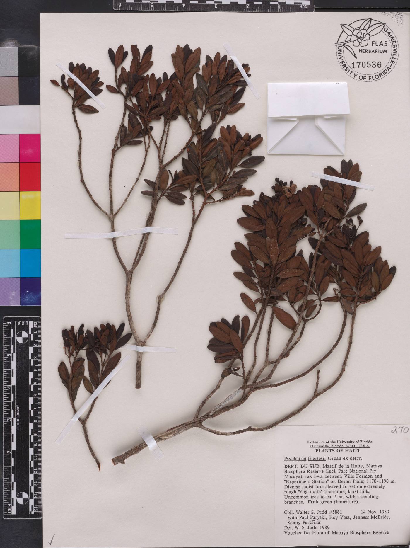 Psychotria fuertesii image