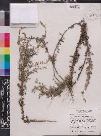 Image of Artemisia domingensis