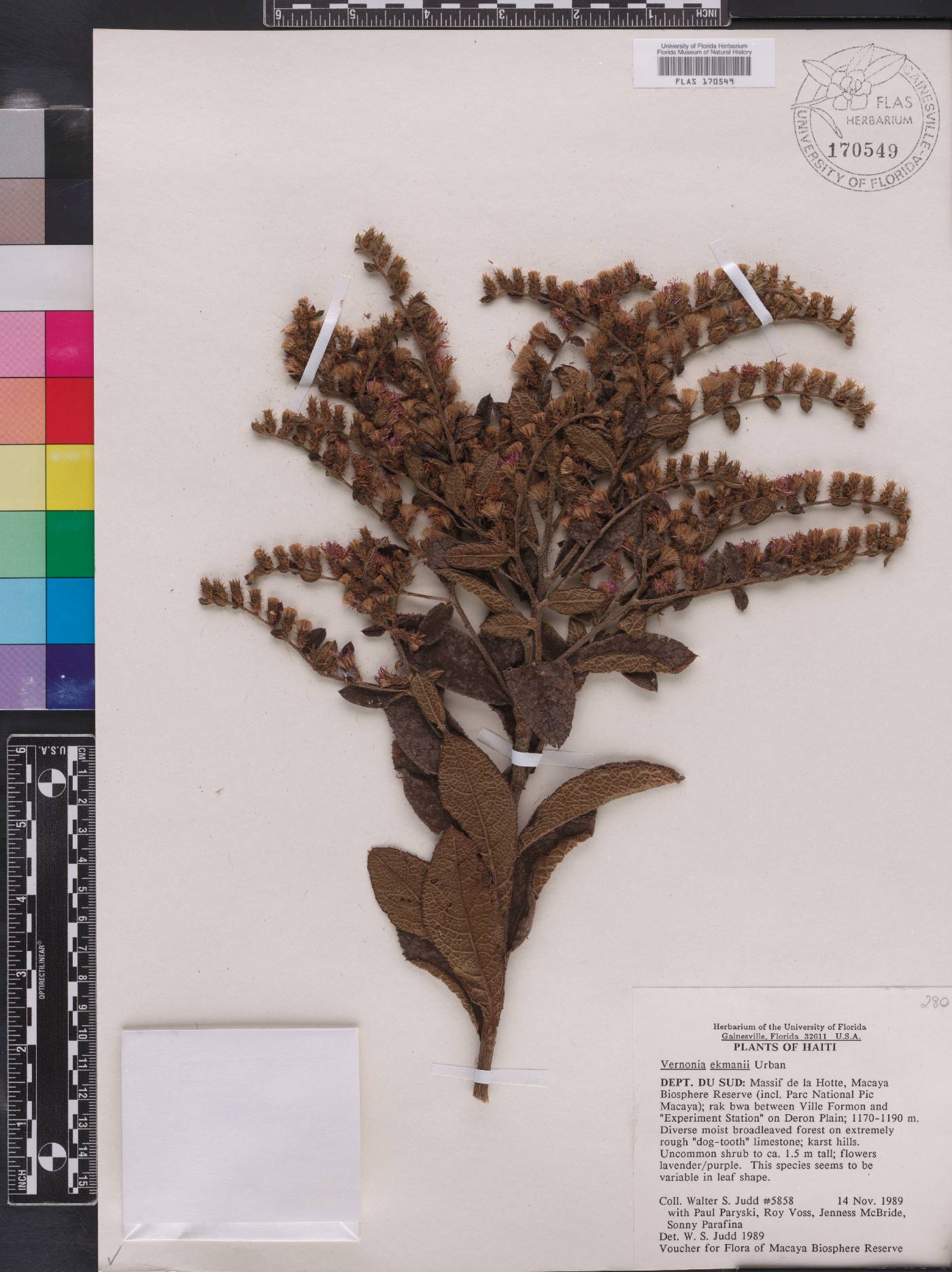 Lepidaploa ekmanii image