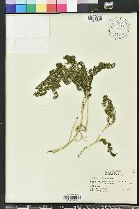 Selaginella braunii image