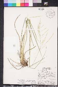 Coleataenia longifolia image
