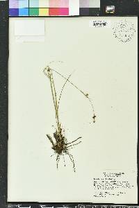 Rhynchospora globularis image