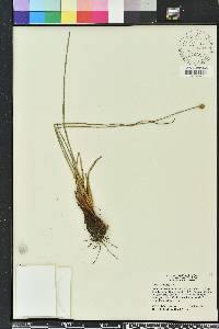 Xyris caroliniana image