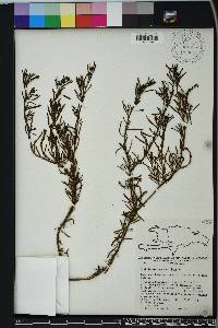 Heliotropium curassavicum image