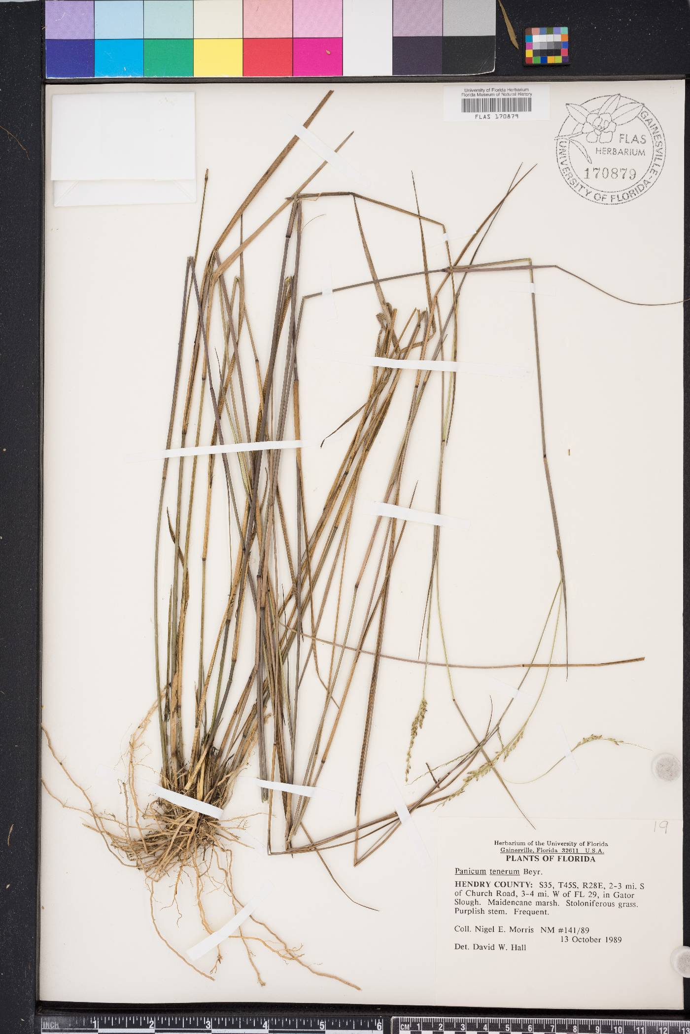 Panicum tenerum image