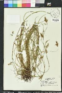 Scleria reticularis image