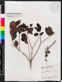 Memecylon umbellatum image