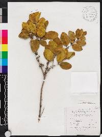Memecylon umbellatum image