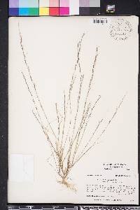 Aristida longespica image