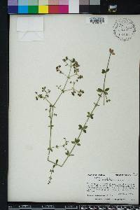 Galium pilosum image