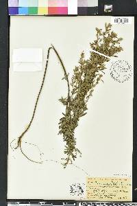 Lespedeza virginica image