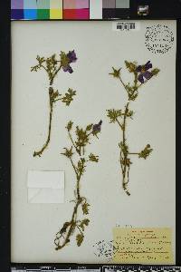 Callirhoe involucrata image