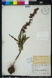 Liatris aspera image