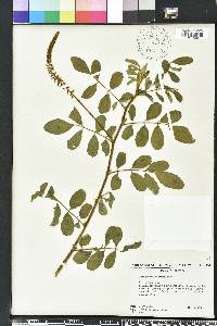 Indigofera hirsuta image