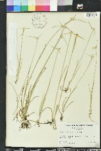 Rhynchospora colorata image