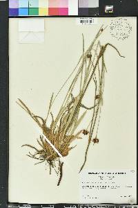 Rhynchospora ciliaris image